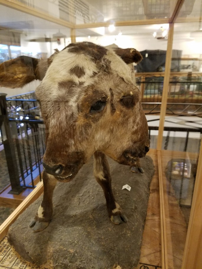2 Headed Cow
