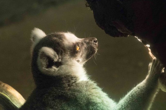 A Lemur Sees The Light.jpg