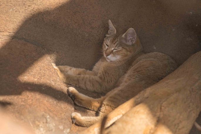 African Wild Cat