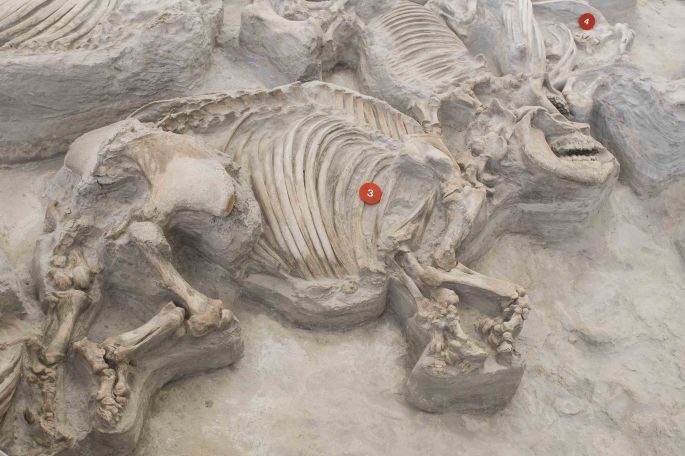 Barrel-Chested Rhino Fossil