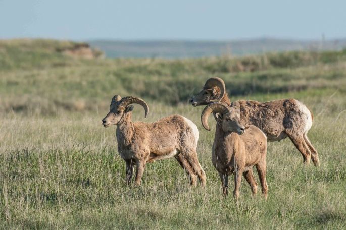 Big Horn Sheep 3