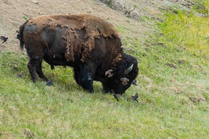Bison Birds