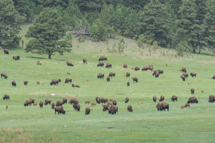 Bison by the Dozens