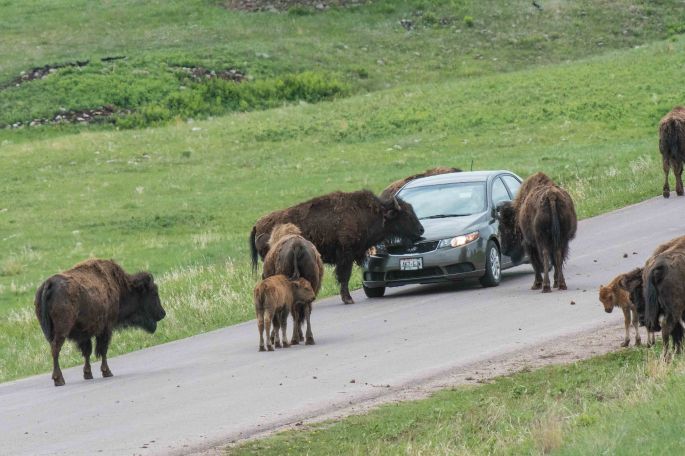 Bison Carwash