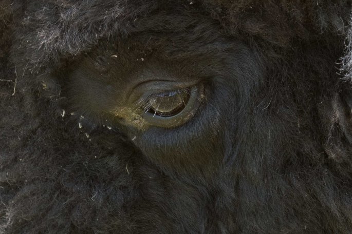 Bison Eye