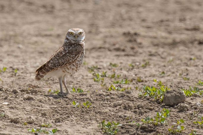 Burrowing Owl 2