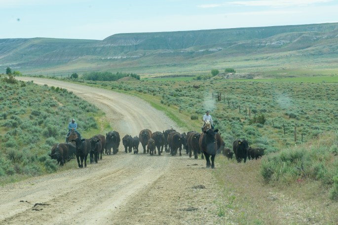 Cattle Drive