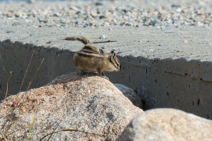 Chipmonk with an Itch