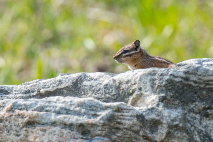 Chipmunk on Rock