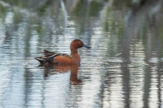 Cinnamon Teal