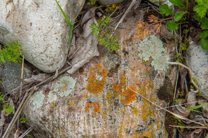 Colorful Lichens