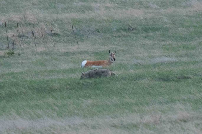 Coyote and Pronghorn