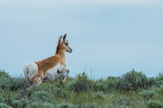 Departing Pronghorn