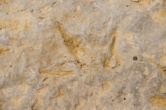 Dino Tracks
