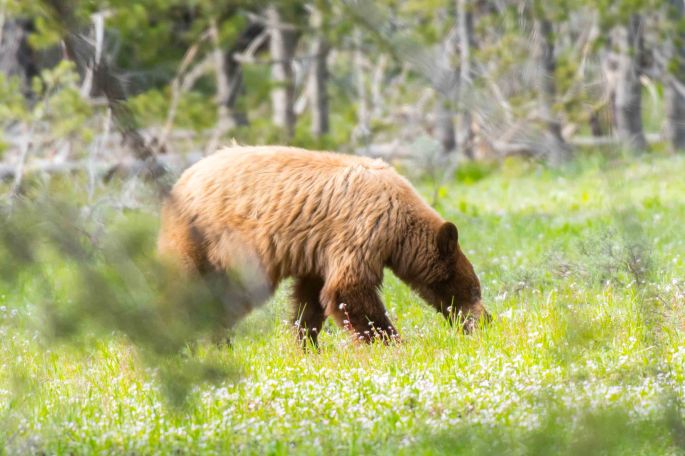 Grizzly Eating Grass