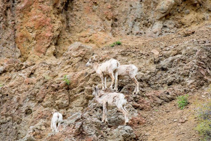 Hangin Out On The Cliff