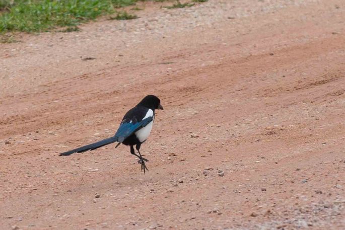 Hoping Magpie