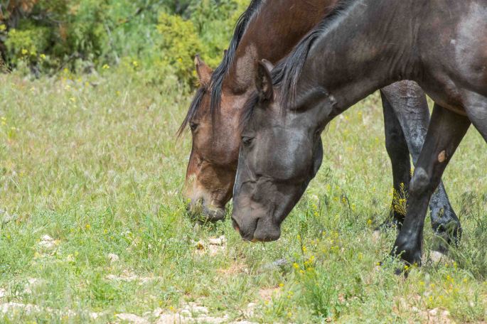 Horse Style Competitive Eating