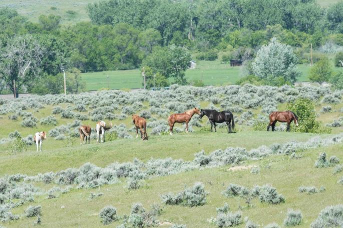 Horses at Little Bighorn