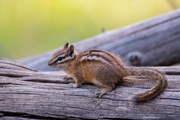 Least Chipmunk