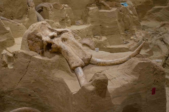 Mammoth Skull