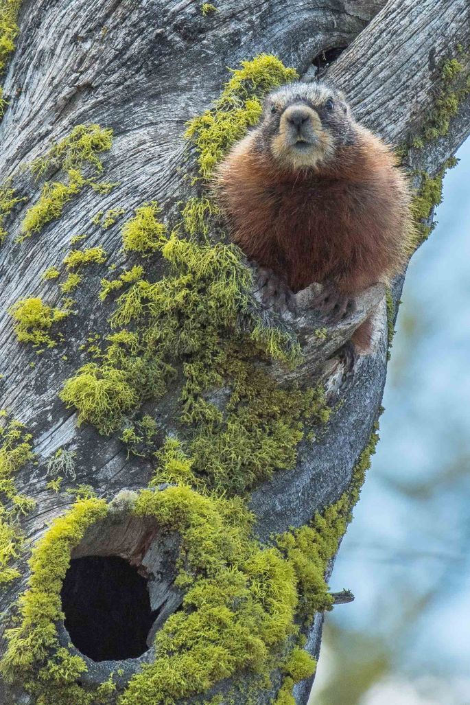 Marmot In A Hole