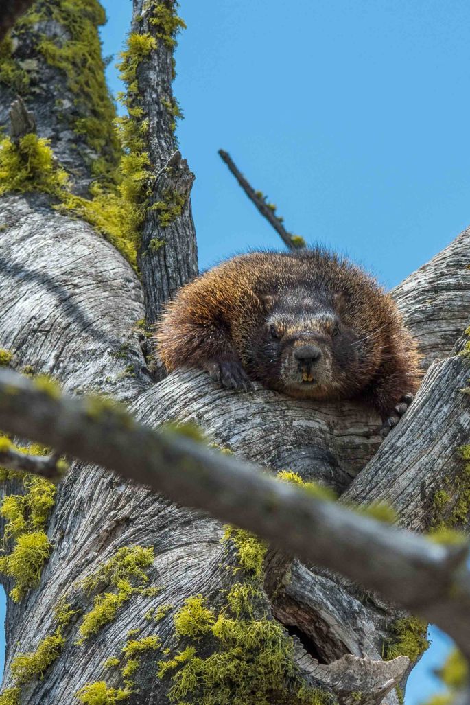 Marmot in a Tree