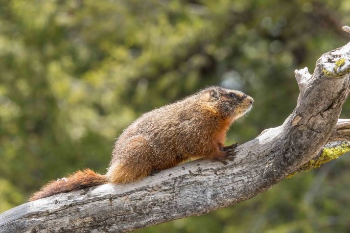Marmot Out On A Limb