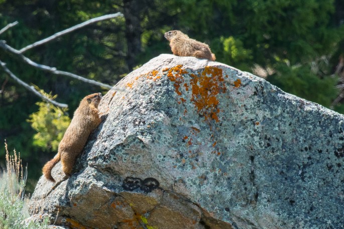 Marmots