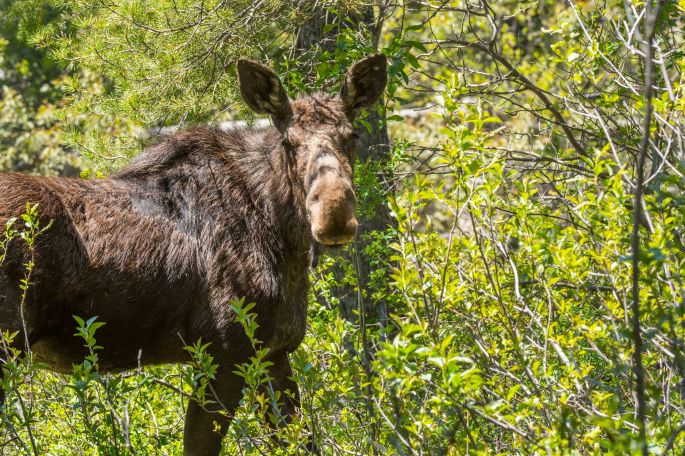 Moose in The Woods