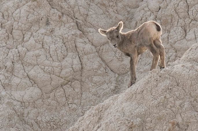 Oh What a Lovely Face