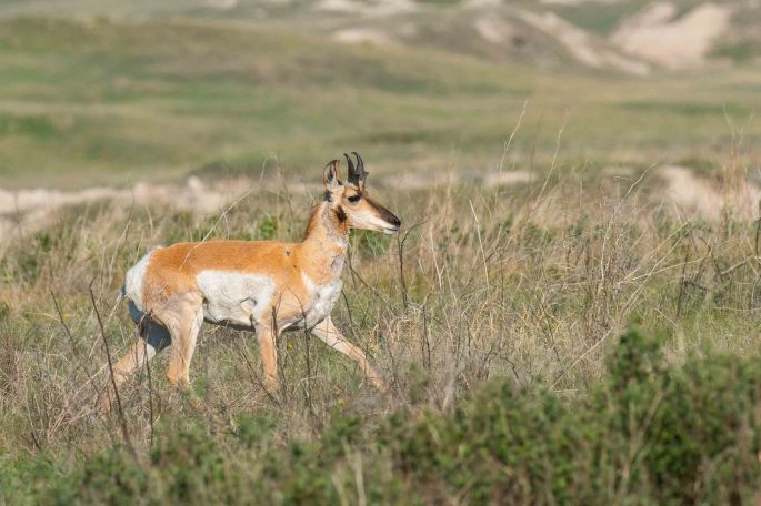 Pronghorn 2