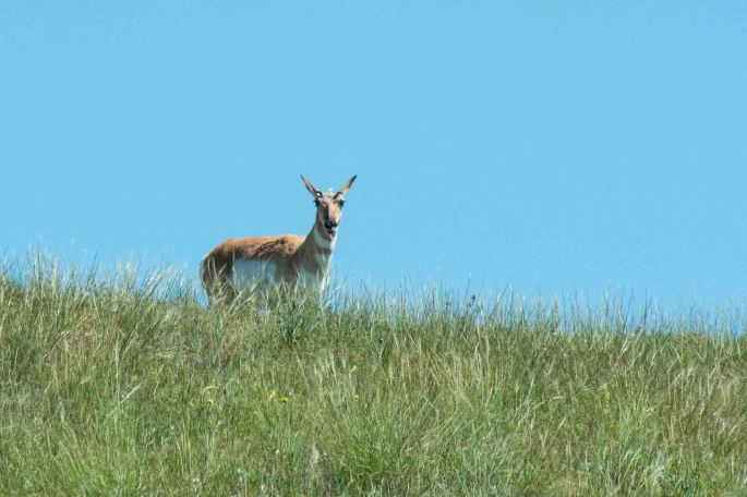 Pronghorn of the Day