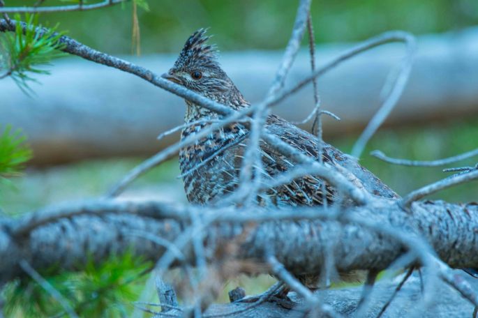 Ruffed Grouse