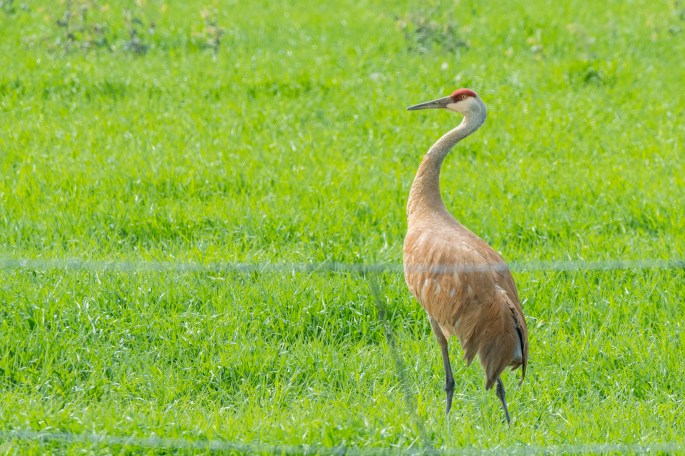 Sandhill Crane