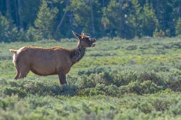 Singing Elk
