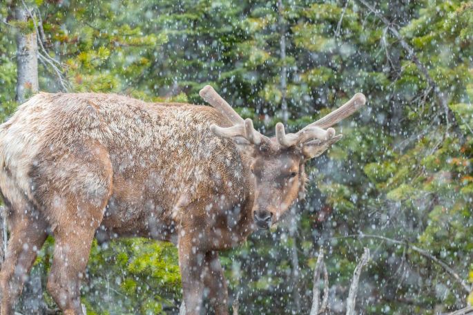 Snow Elk Bull