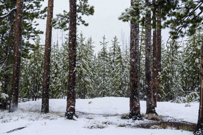 Snow on the Mountain