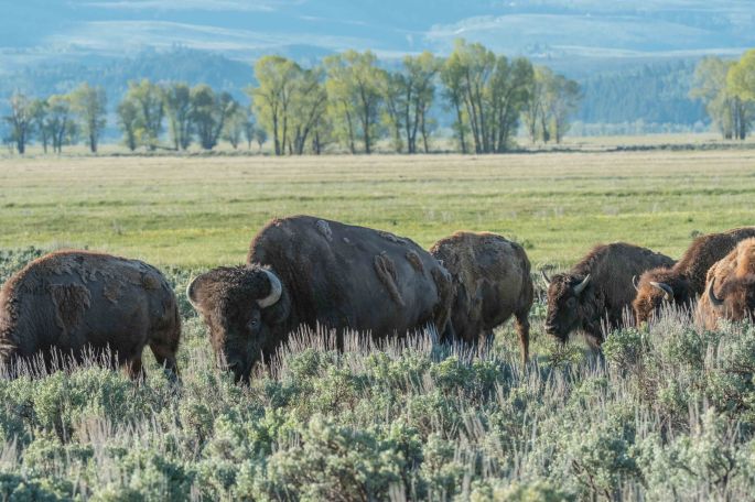 The Whole Herd Came this Morning