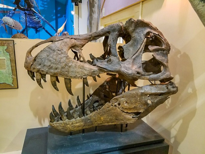 Trex Skull