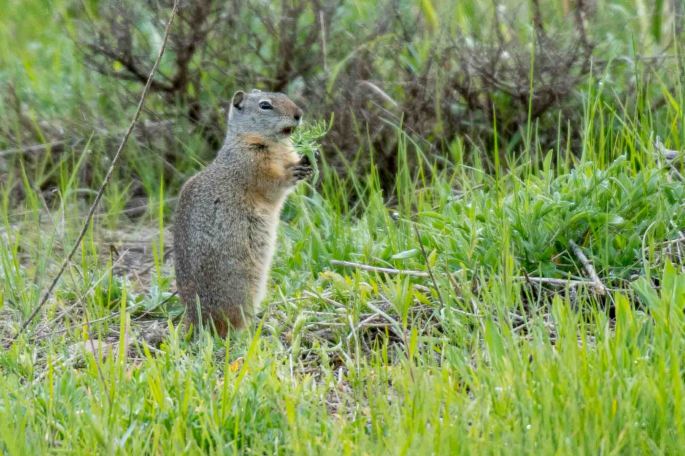 Unita Ground Squirrel