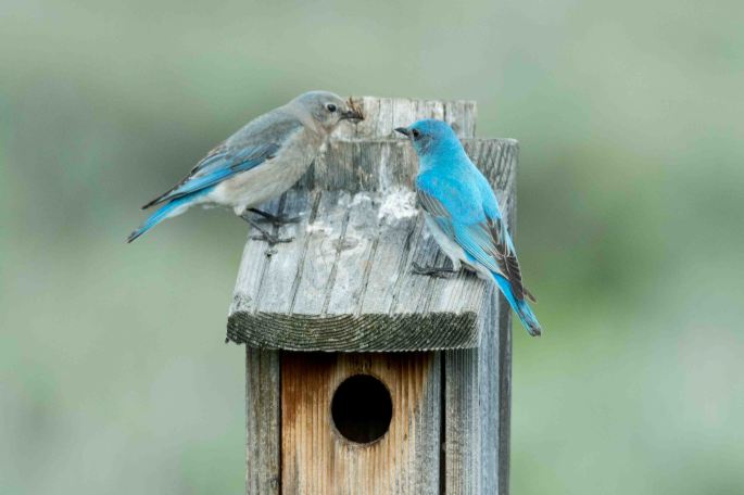 Western Bluebird Pair