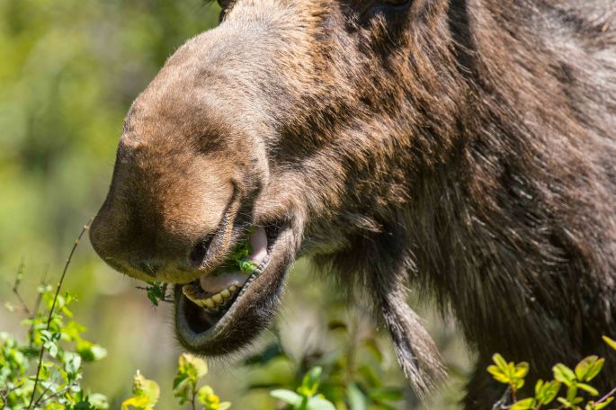 Where Moose Drool Beer Comes From