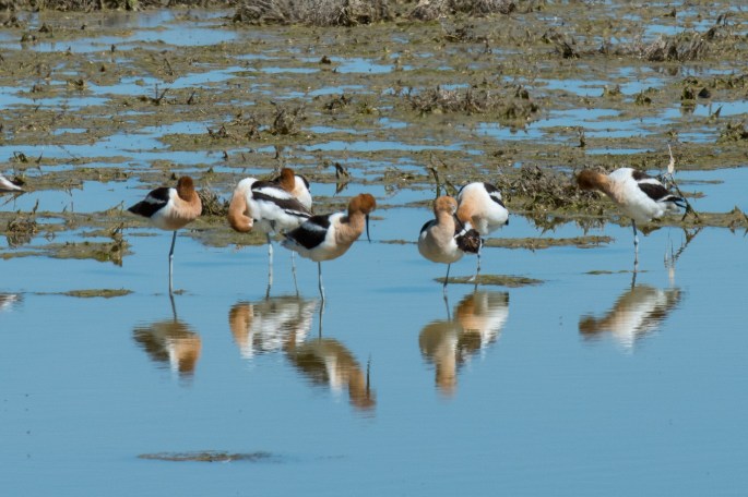 American Avocets