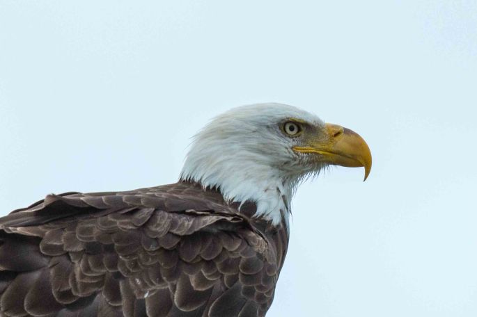 Bald Eagle