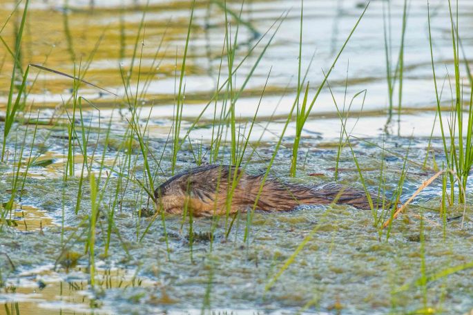 Beaver Crossing the Marshy Section
