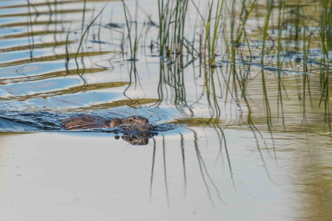 Beaver Out For A Morning Swim