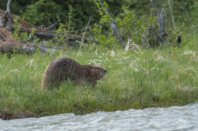 Beaver Seen Along The Way
