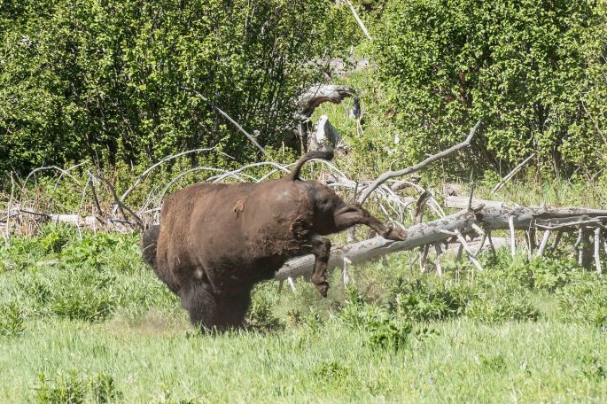 Bison Breakdancing