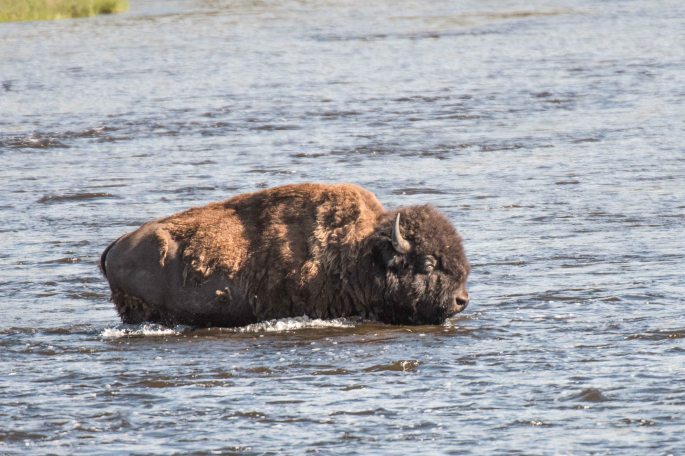 Bison Crossing The River